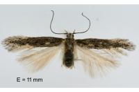 Oxypteryx parahelotella