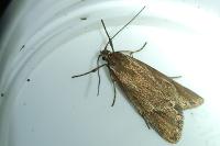 Diurnea lipsiella
