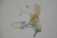 Bucculatrix thoracella