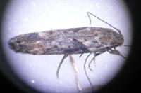 Scrobipalpa costella