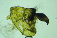 Scythris subcinctella