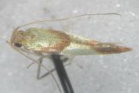Caloptilia robustella