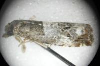 Notocelia