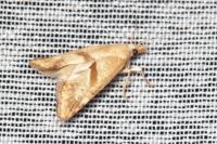 Cochylimorpha hilarana
