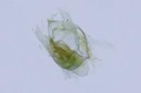 Trifurcula subnitidella