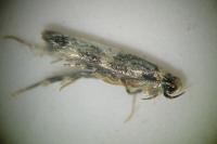 Apatema proteroclina