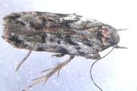 Psoricoptera gibbosella