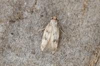 Borkhausenia nefrax