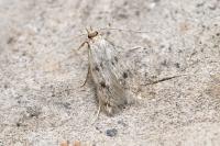Borkhausenia nefrax