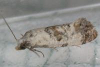 Neocochylis hybridella