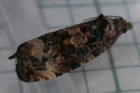 Endothenia gr. gentianaeana