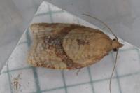 Clepsis consimilana