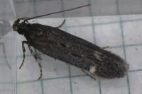 Aroga velocella