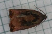 Archips podana