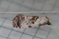 Neocochylis hybridella