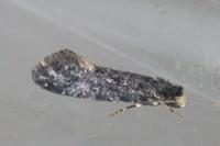 Nemapogon falstriellus