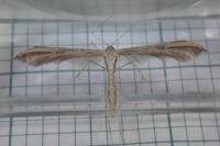 Emmelina monodactyla