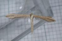 Emmelina monodactyla