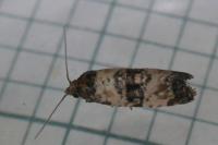 Cochylichroa atricapitana