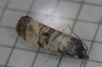 Cochylichroa atricapitana