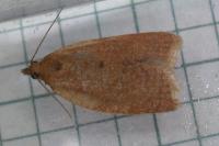 Clepsis consimilana