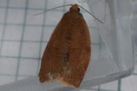 Clepsis consimilana