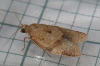 Clepsis consimilana