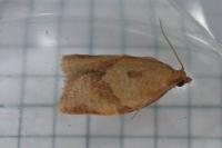 Clepsis consimilana