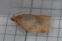 Clepsis consimilana
