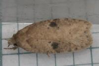 Agonopterix propinquella
