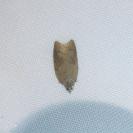 Acleris sparsana