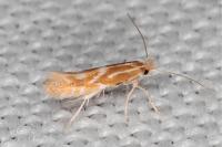 Phyllonorycter triflorella