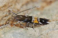 Cosmopterix pulchrimella
