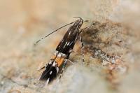 Cosmopterix pulchrimella