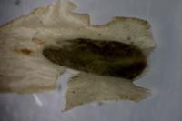Phyllonorycter tristrigella