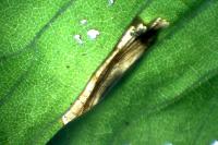 Phyllonorycter tristrigella