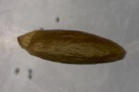 Phyllonorycter tristrigella