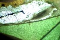 Phyllonorycter sorbi