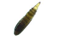 Phyllonorycter sorbi