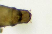 Phyllonorycter sorbi