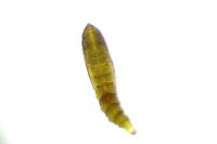 Phyllonorycter sorbi