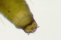 Phyllonorycter sorbi