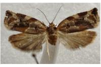 Archips xylosteana