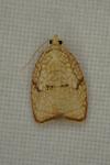 Acleris forsskaleana