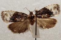 Hedya nubiferana