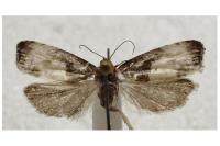 Notocelia cynosbatella