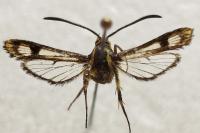 Chamaesphecia empiformis