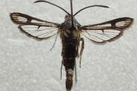 Chamaesphecia mysiniformis