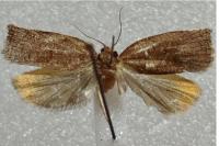 Archips rosana