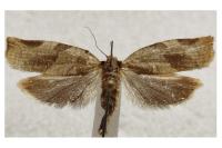 Choristoneura hebenstreitella